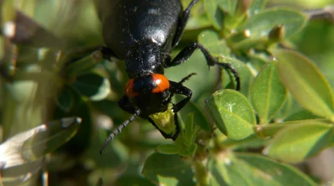 Insect called oil Stock Footage 37240571