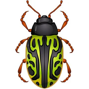 Insect calligrapha serpentina beetle Stock Illustration