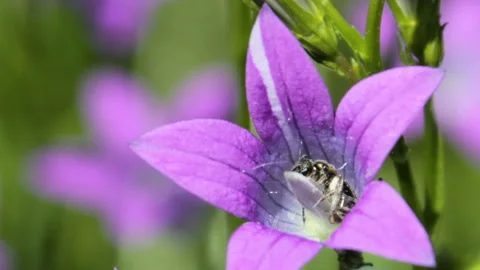 Insect on Campanula flower Stock Footage 107745592