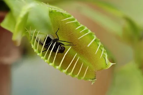 Insect in carnivorous Venus flytrap in nature 库存照片