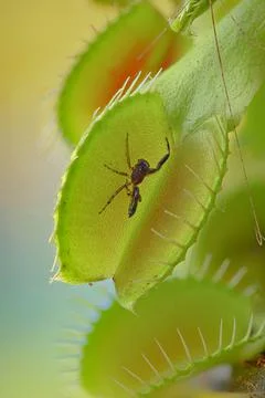 Insect in carnivorous Venus flytrap in nature Foto stock