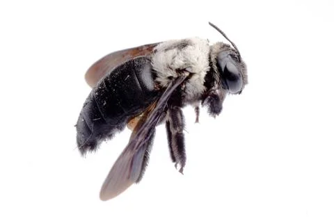 Insect carpenter bee isolated on white Stock Photos
