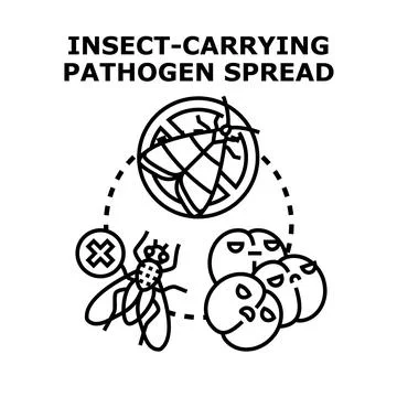 Insect carrying pathogen spreading disease and infection Stock Illustration