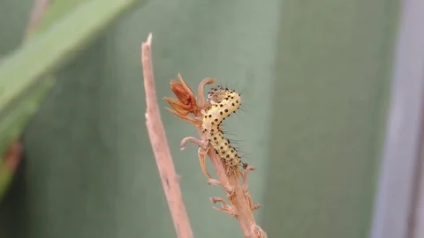 Insect caterpillar worm Stock Footage 93440320