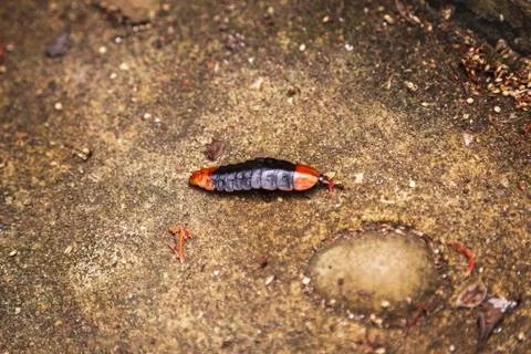 Insect caterpillar worm on the ground Stock Photos