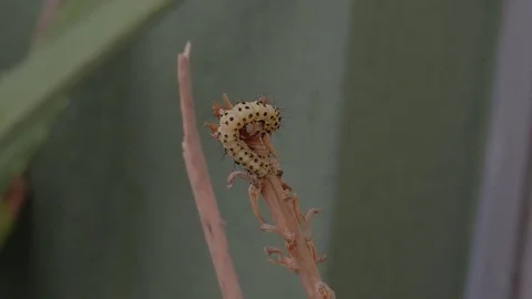 Insect caterpillar worm macro Stock Footage 93440319