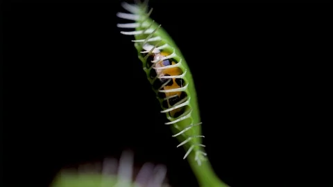 Insect caught by a plant and being eaten. Dionaea muscipula plant close up.   Video stock 97943372