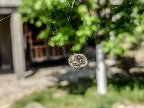 Insect caught in the spider's web Stock Photos