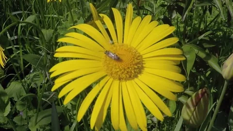 Insect on chamomile Stock Footage 101510585