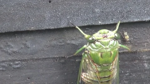 Insect changing exoskeleton Video stock 103618970