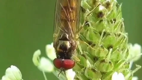 Insect charm Stock Footage 203216682