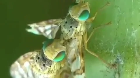 Insect charm Stock Footage 203217003