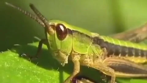 Insect charm Stock Footage 203217656