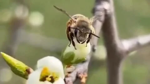 Insect charm Stock Footage 203219085