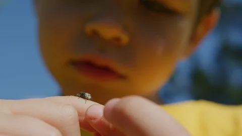 Insect on a child's hand Stock Footage 100002869