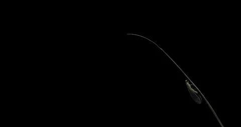 Insect Chrysoperla Vidéo 128356778