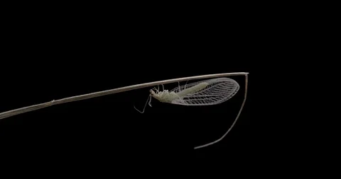 Insect Chrysoperla 스톡 동영상 128425785