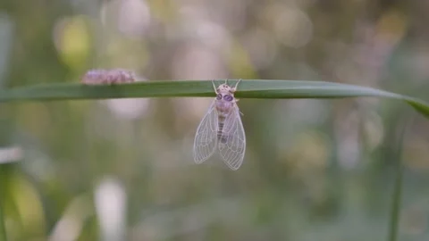 Insect Cicada Cicadoidea Hemiptera after metamorphosis 4K video Stock Footage 95893206
