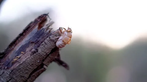 Insect, Cicada Orni, sitting on a tree with smooth, defocused background Stock Footage 155092278
