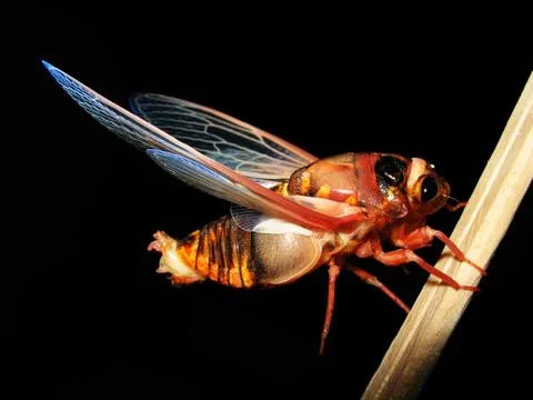 Insect cicada Stock-Fotos