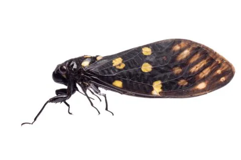 Insect cicada Foto stock