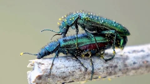 Insect cinema Stock Footage 276898151