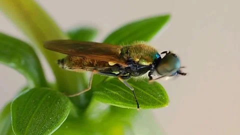 Insect cinematic Stock Footage 276898090