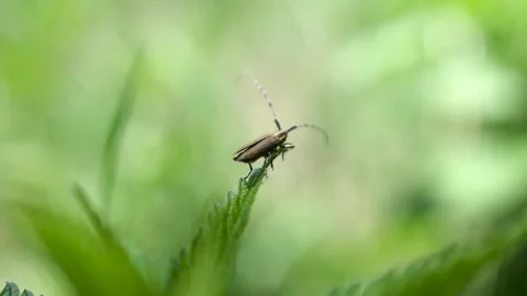 Insect Climbing Grass Strands. Closeup. Slow Motion. Stock Footage 131939011