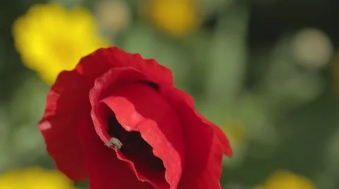 An insect climbing out of red flower Video stock 43859980