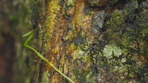 An insect climbs up a mossy tree trunk outdoors. Video stock 328027397