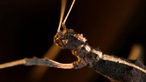 Insect close up Stock Footage 79649088