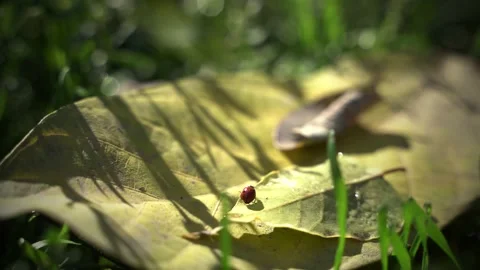 Insect close up Stock Footage 142520377
