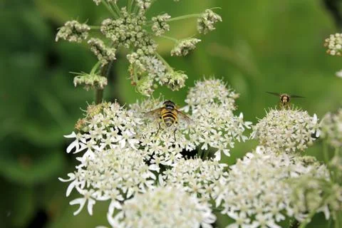 Insect close up macro Foto stock