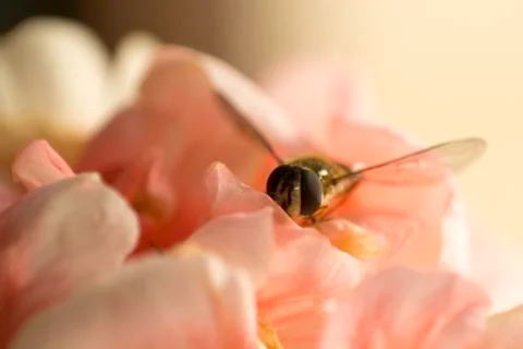 Insect close up macro Foto stock