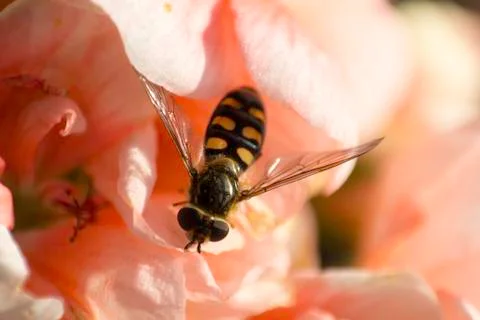 Insect close up macro Foto stock