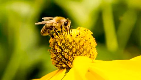 Insect close up macro Foto stock