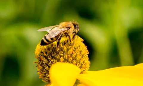Insect close up macro Stock Photos