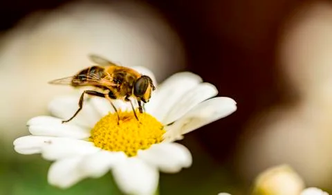 Insect close up macro Stock Photos
