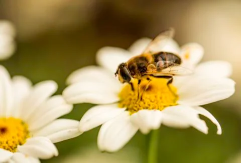 Insect close up macro Foto stock