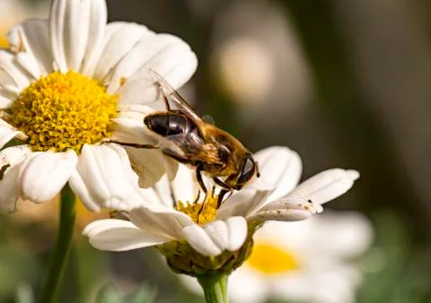 Insect close up macro Stock-Fotos