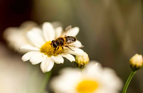 Insect close up macro Foto stock