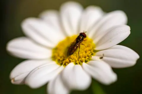 Insect close up macro Foto stock