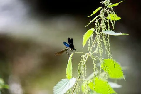 Insect close up macro Stock Photos