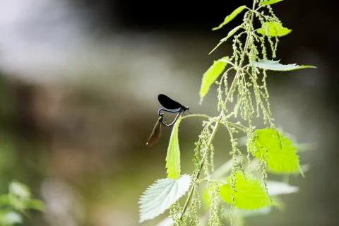 Insect close up macro Foto stock