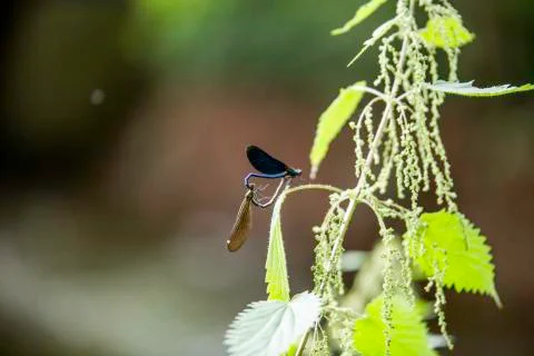 Insect close up macro Foto stock