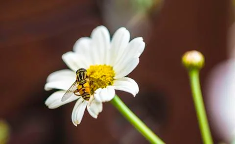 Insect close up macro Foto stock