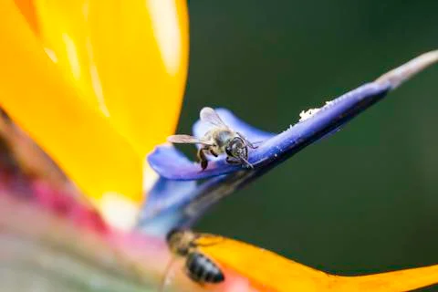 Insect close up macro Foto stock