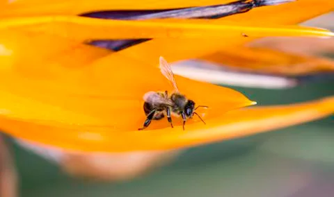 Insect close up macro Foto stock
