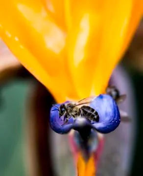 Insect close up macro Stock-Fotos