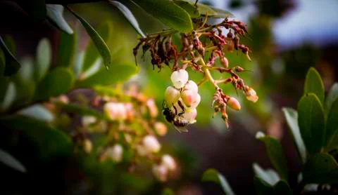 Insect close up macro Stock Photos